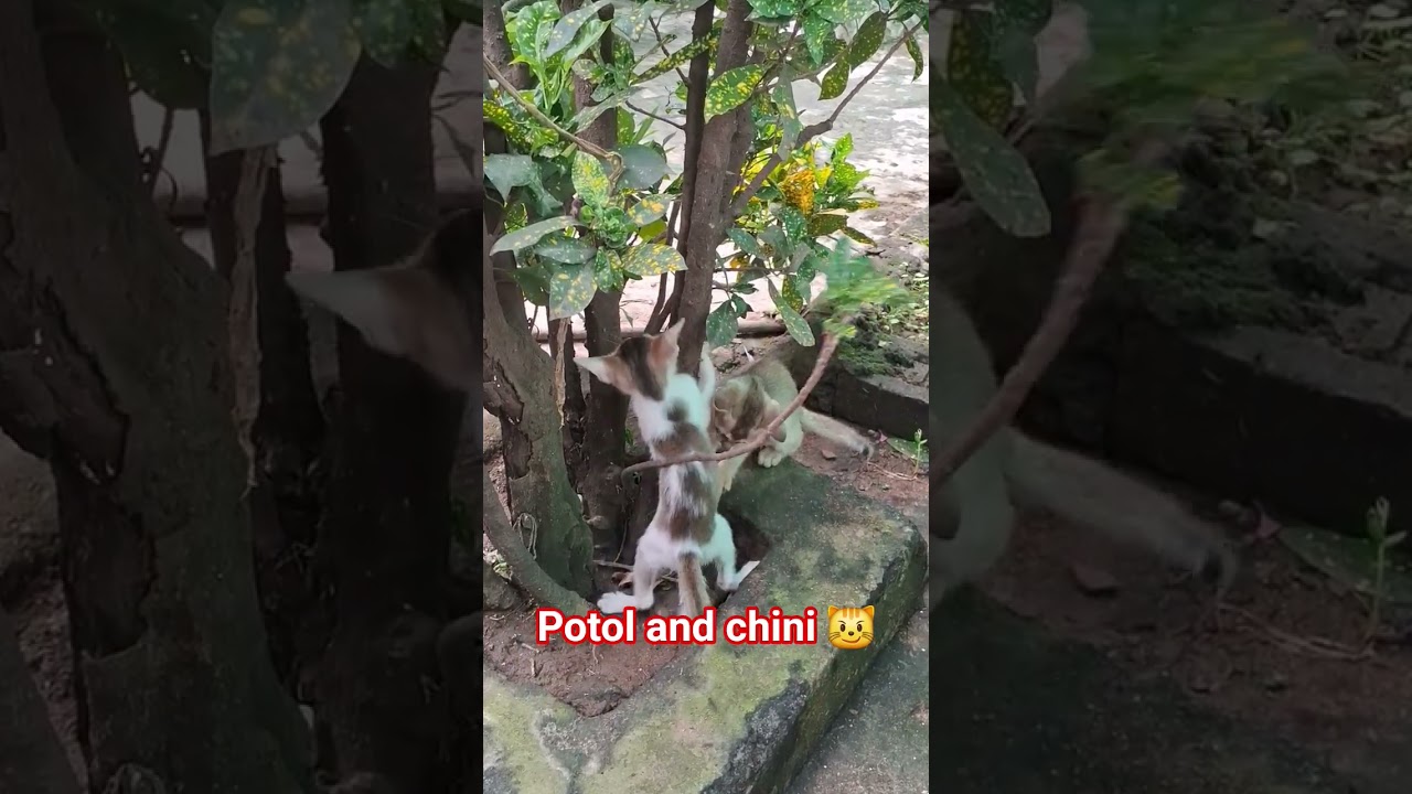 Playing ❤️Potol and chini #play#littlebaby#cute#love#post#daily#love❤️