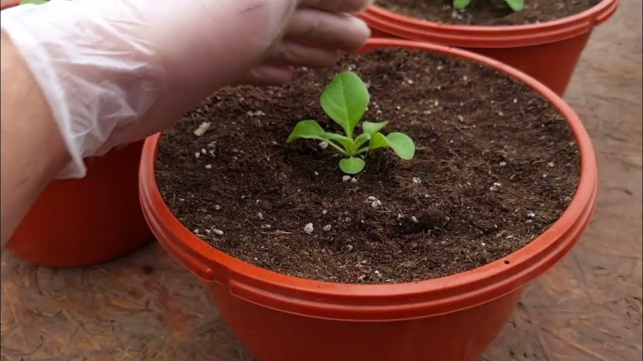 А нужен ли торф для петунииС опытом понимаешь,что эта почва самая ...