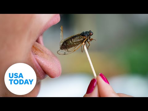Curious palates dig into cicada as Brood X emerges on East Coast | USA TODAY