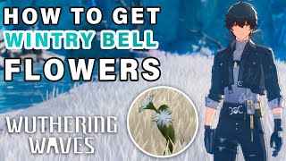 Wintry Bell Flower Locations | Ascension Material ► Wuthering Waves