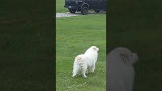Our Great Pyrenees howling like a wolf
