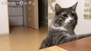 飼い主を探す猫 ノルウェージャンフォレストキャットFind the figure of the owner.Norwegian Forest Cat.