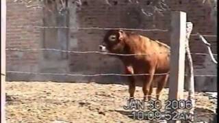 Toro raza  limousin  y que se nos enoja el Duque y su pandilla. huascato jalisco