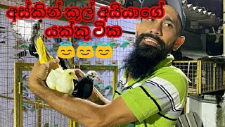 අස්කින් අයියාගේ යක්කු ටික #pets #petsvlog #pigeon #pigeonlover #pigeonanddoves