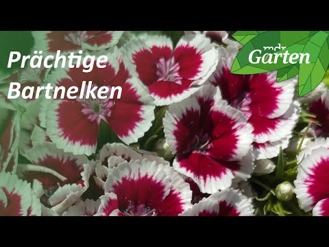 Bartnelken: Blühfreudig und ausdauernd | MDR Garten