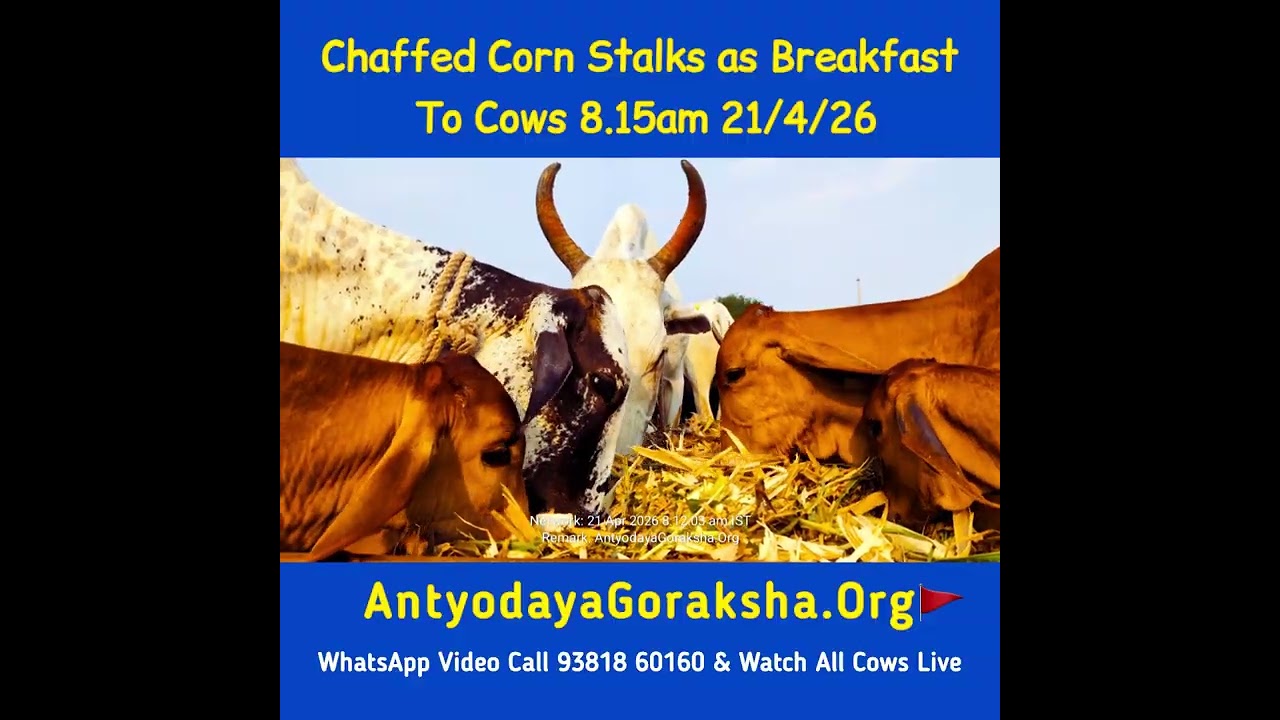 [21 Apr 2026] Green Grass Breakfast