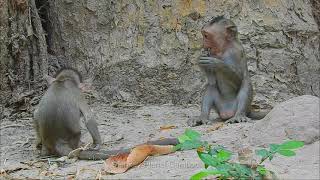 Be Careful Jinx Many Red Ants Makes Monkey Scare