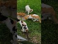 Beautiful color cats 😺
