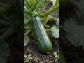 60 days in 10 seconds&mdash;Zucchini timelapse