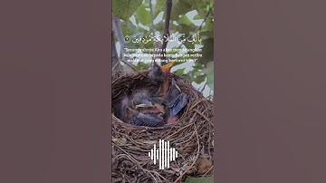 تلاوة خاشعة من سورة الانفال بصوت القارئ وديع اليمني