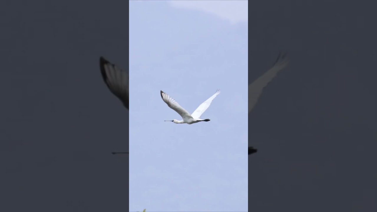 Black Faced Spoonbill, Hong Kong #birdwatching #birding #canon #blackkite #blackfacedspoonbill