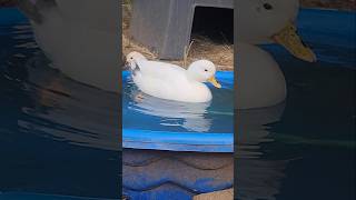 Just Chilling 😎 #callduck #duck #nature #naturelovers #wildlife #chill #beautiful