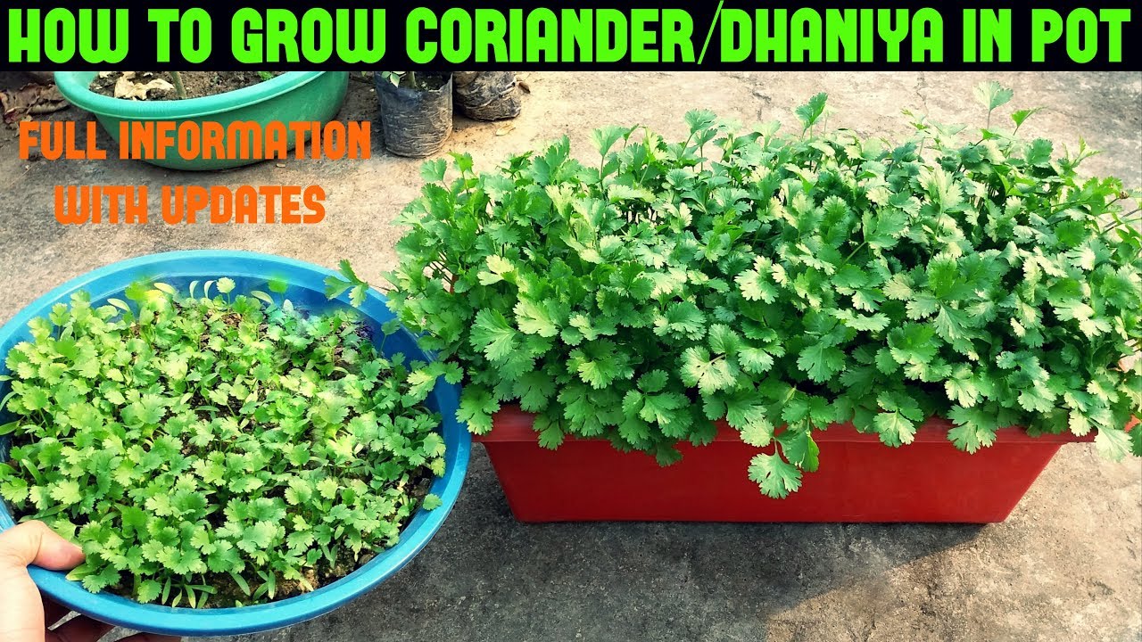 How To Grow Coriander Plant At Home In India