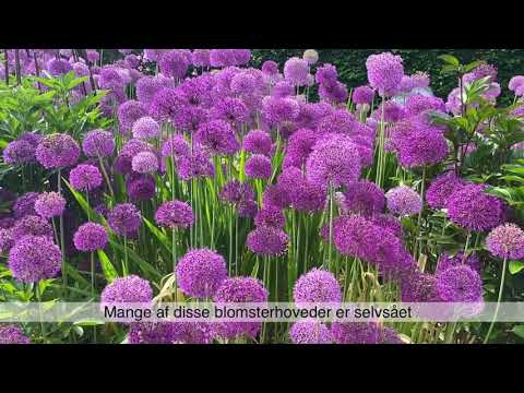 Video: Aflatunsky Løg (17 Fotos): Sorter Af Løg Med Lilla Blomster. Beskrivelse. Voksende Løg, Der Blomstrer I 