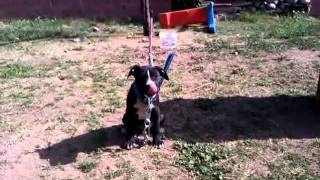 Boudreaux Pup Tight Breed Eli Mavrick