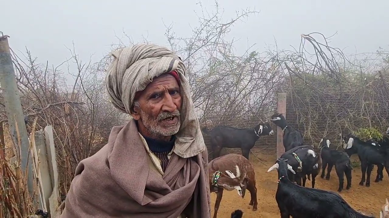Jakhrana Goat Breed Docomentry | Goat Farmer Life | Jakhrana Goat Ki Kahani