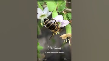 *سورة النحل ( 70 - 79 )*القارئ ماجد العقل •عشاء 25 شوال ١٤٤٢ هـ