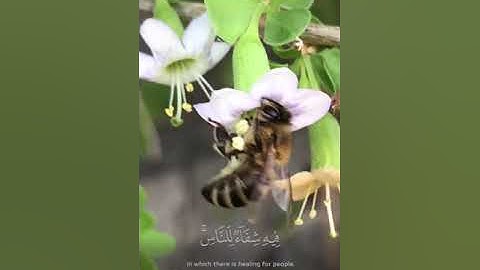 *سورة النحل ( 70 - 79 )*القارئ ماجد العقل •عشاء 25 شوال ١٤٤٢ هـ