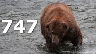 Katmai National Park - Bear 747 - Absolute Unit - YouTube