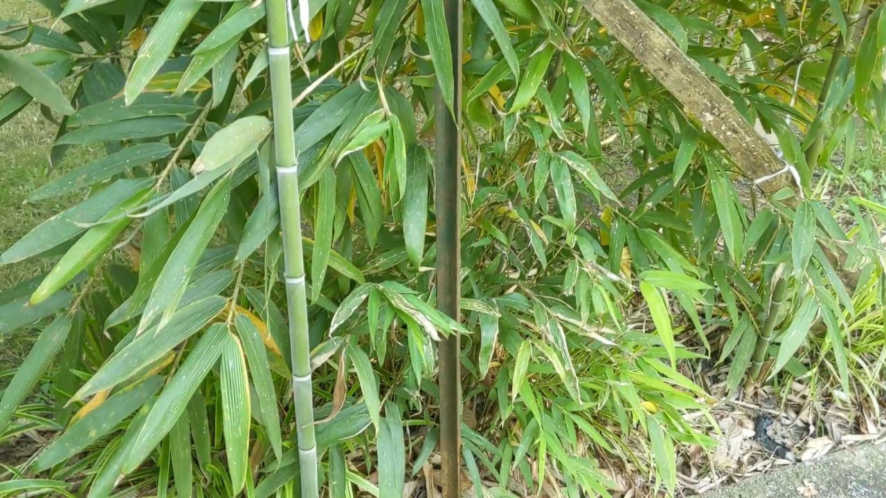 Moso bamboo grown in USA 5 year's old. YouTube