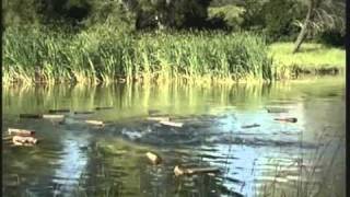 WTF Eppisode 1: Geico wood chuck's