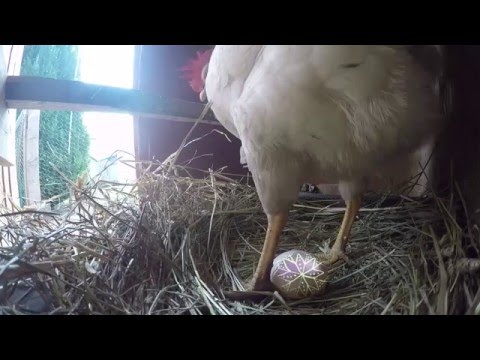 Videó: Hogyan Kell Szövni A Húsvéti Tojásokat A Gyöngyökből