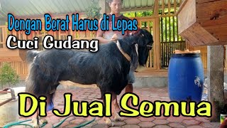 Di Jual Semua🔥Harga kambing di peternakan pk nanang breder