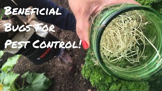 Top Three Bugs for Pest Control