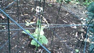 Pumpkin Patch 2011 #4 6/3/11