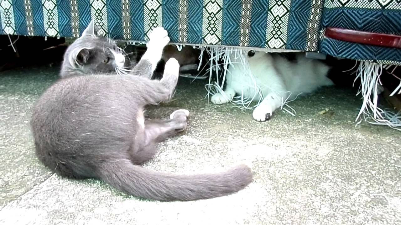 white collar crime Cats playing and fighting in the backyard