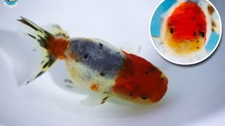 SOLD | Ranchu Goldfish for Sale *FB1324