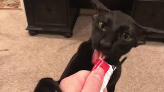 When your cat refuses to share his treats