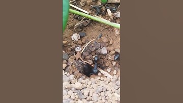 Ant nest😍😍 #viral #antnest  #youtubeshorts #insects #ants  #shorts #shortsvideo #enjoy #nature