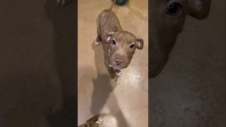 POV you volunteer at an animal shelter