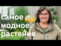 Самое модное растение /Наталья Самойленко/