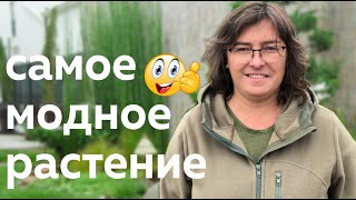 Самое модное растение /Наталья Самойленко/