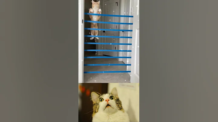 Watch the video about Cat challenge jumping. #shorts #cat #dog #funny