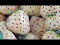 World's STRANGEST Fruit (World's Most Spectacular Plants episode 8 of 14)