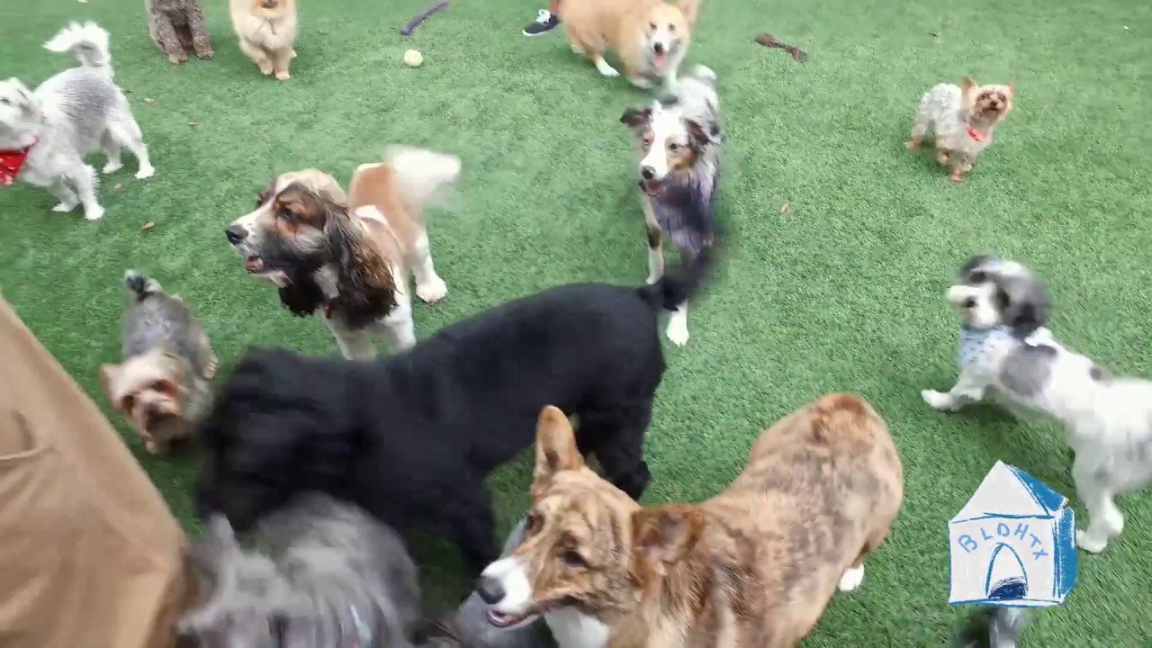best little dog house in texas best little dog house in texas