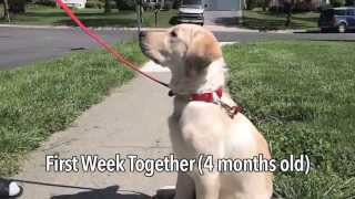 Raising A Service Dog Puppy!