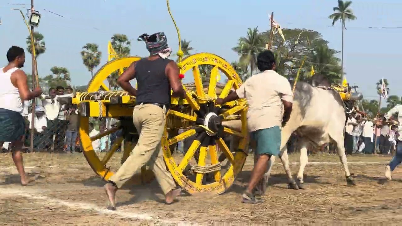 KVS BULLS YADHAV Pedhapulipaka combined KOSURU KAVI GARU  Kosuruvaripalem | 