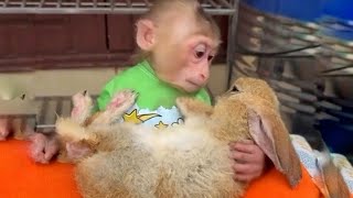 Monkey And Rabbit Showing Us The Power Of Friendship Viral Videos