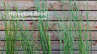 Horsetail Reed  All You Need to Know | Our Japanese Garden Escape