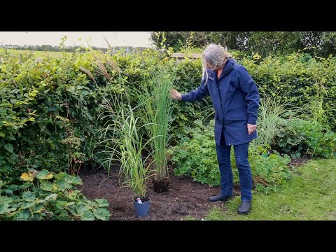 Video: Blomstrende Bregner I Din Have: Drøm Eller Virkelighed