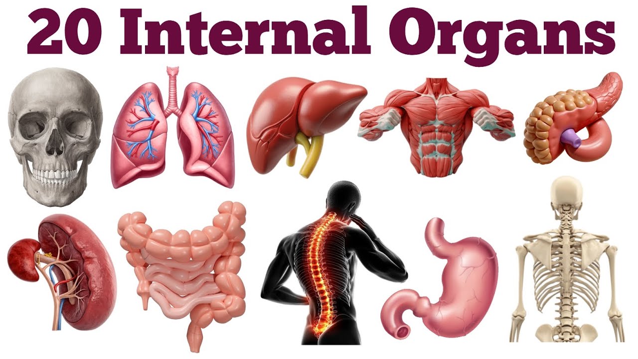 20 अंदरूनी अंगों के नाम | 20 Internal Organs Name in Hindi & English | Happy learning club 