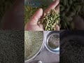 Single Chute Color Sorter for Green Wheat Sorting
