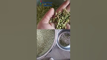Single Chute Color Sorter for Green Wheat Sorting