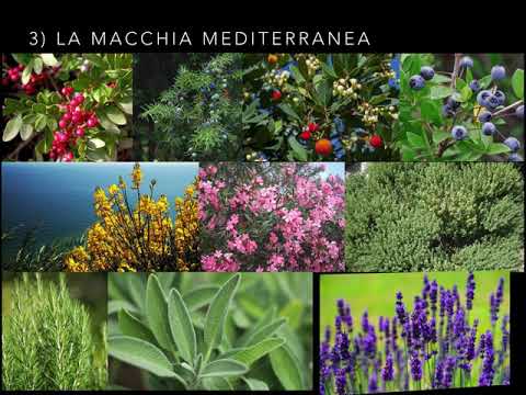 La macchia mediterranea