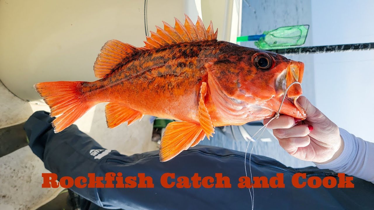 Vermillion Rockfish Catch And Cook With My New Favorite Fish Fry YouTube Vermillion Rockfish Catch And Cook With My New Favorite Fish Fry YouTube