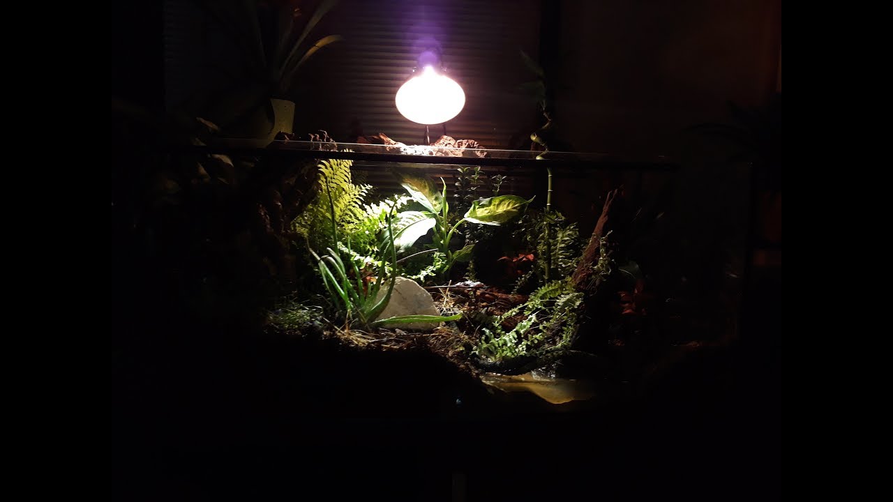 Rain forest terrarium build part 1 YouTube